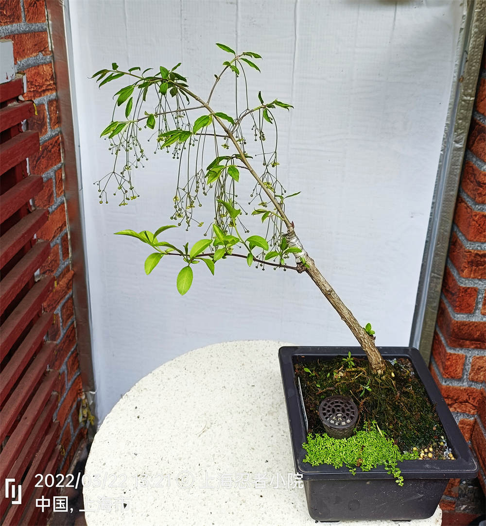 花卉