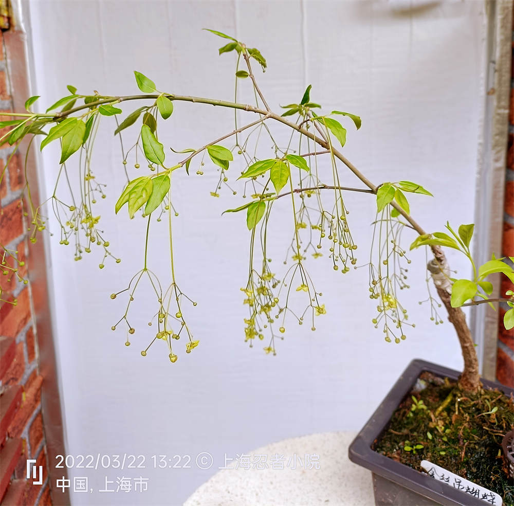 花卉