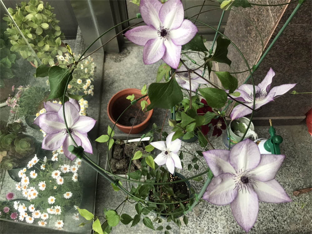 乌托邦铁线莲