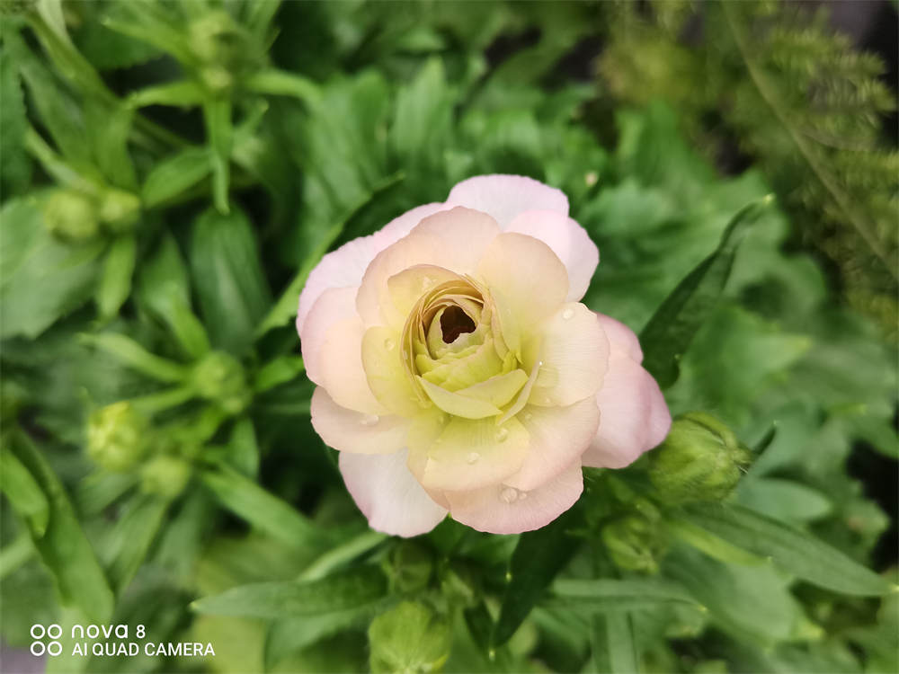 蝴蝶花毛茛