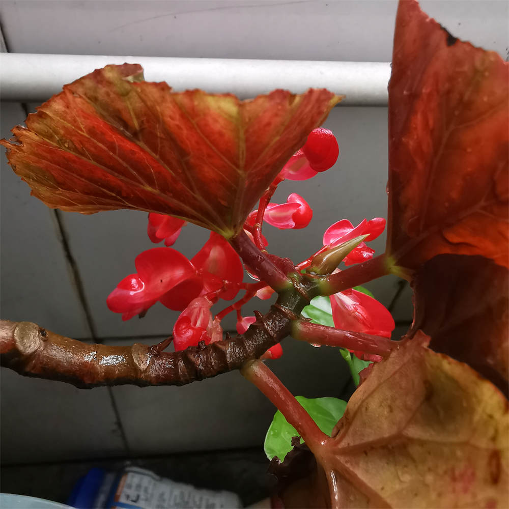 花卉