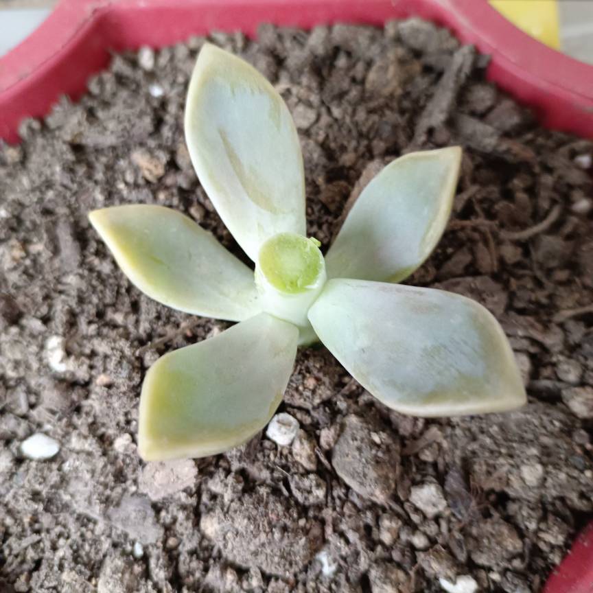 多肉砍头