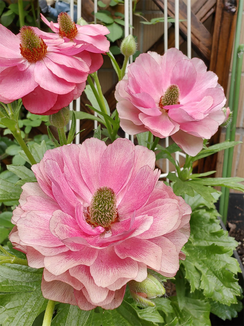 蝴蝶花毛茛
