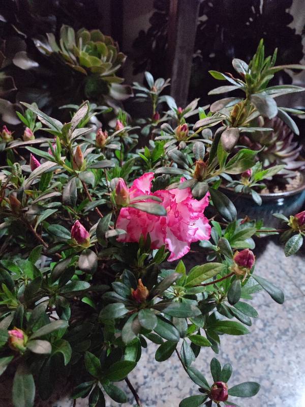 杜鹃花西玛