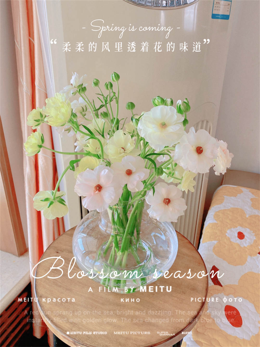 蝴蝶洋牡丹