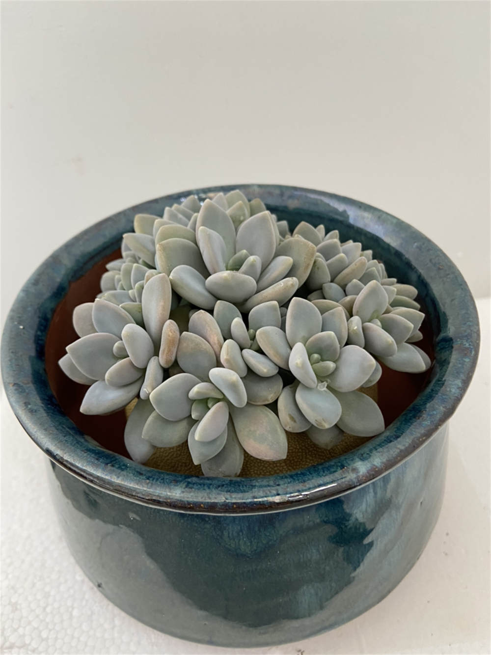 花卉