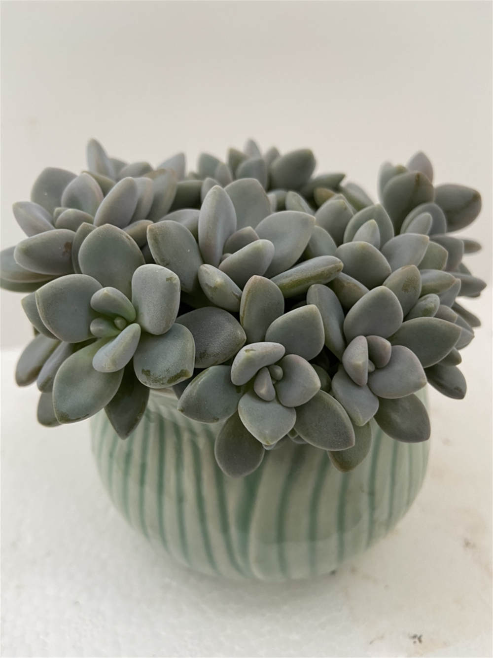 花卉