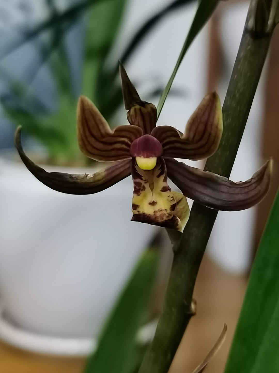 花卉