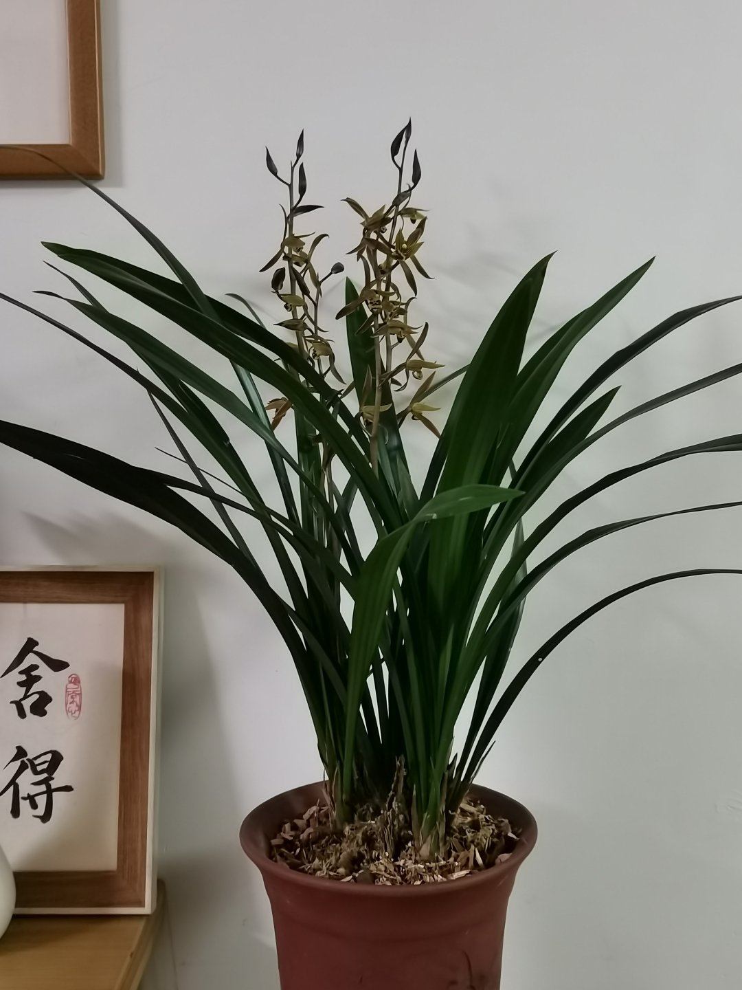 墨兰 墨兰