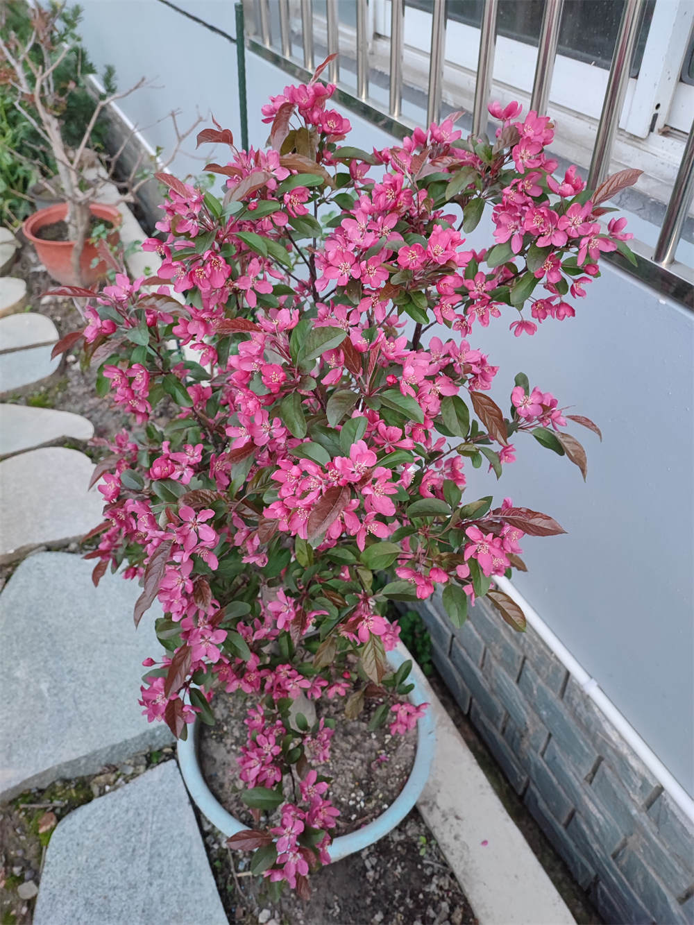 杜鹃花西玛