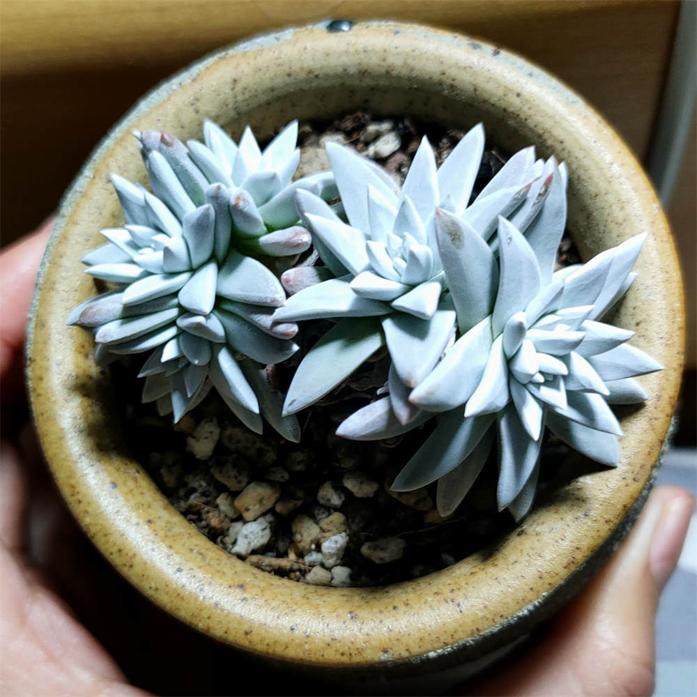 白菊