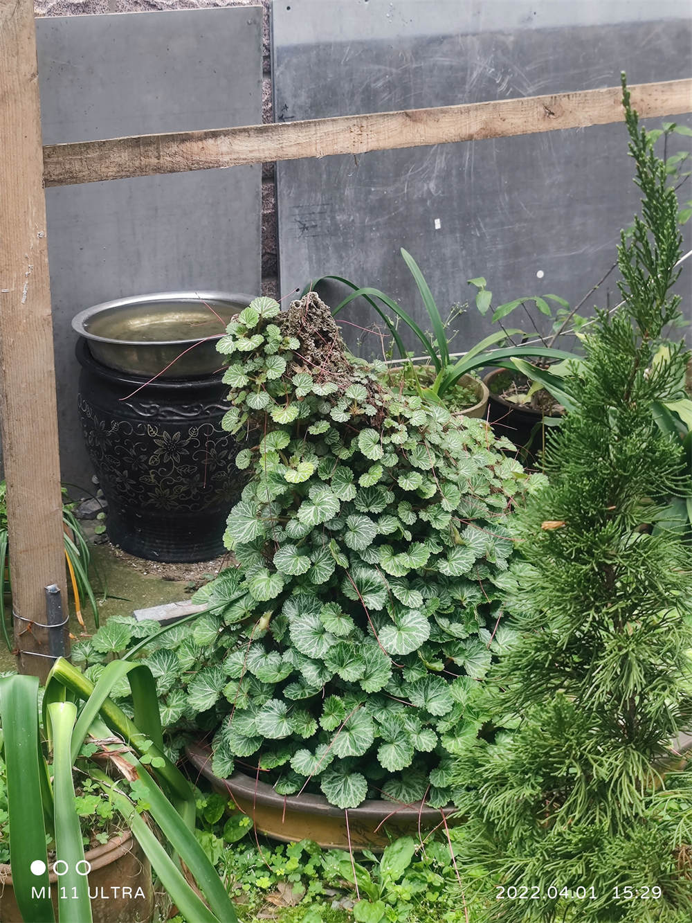 虎耳草