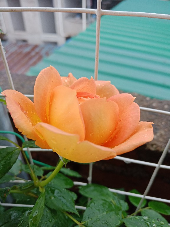 夏洛特