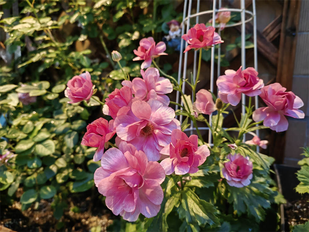 蝴蝶花毛茛