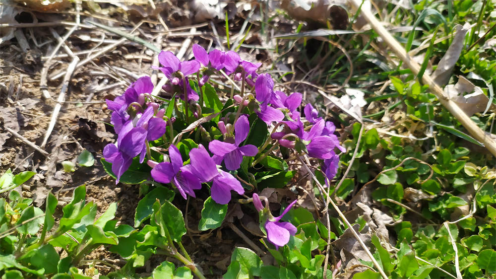 紫花地丁
