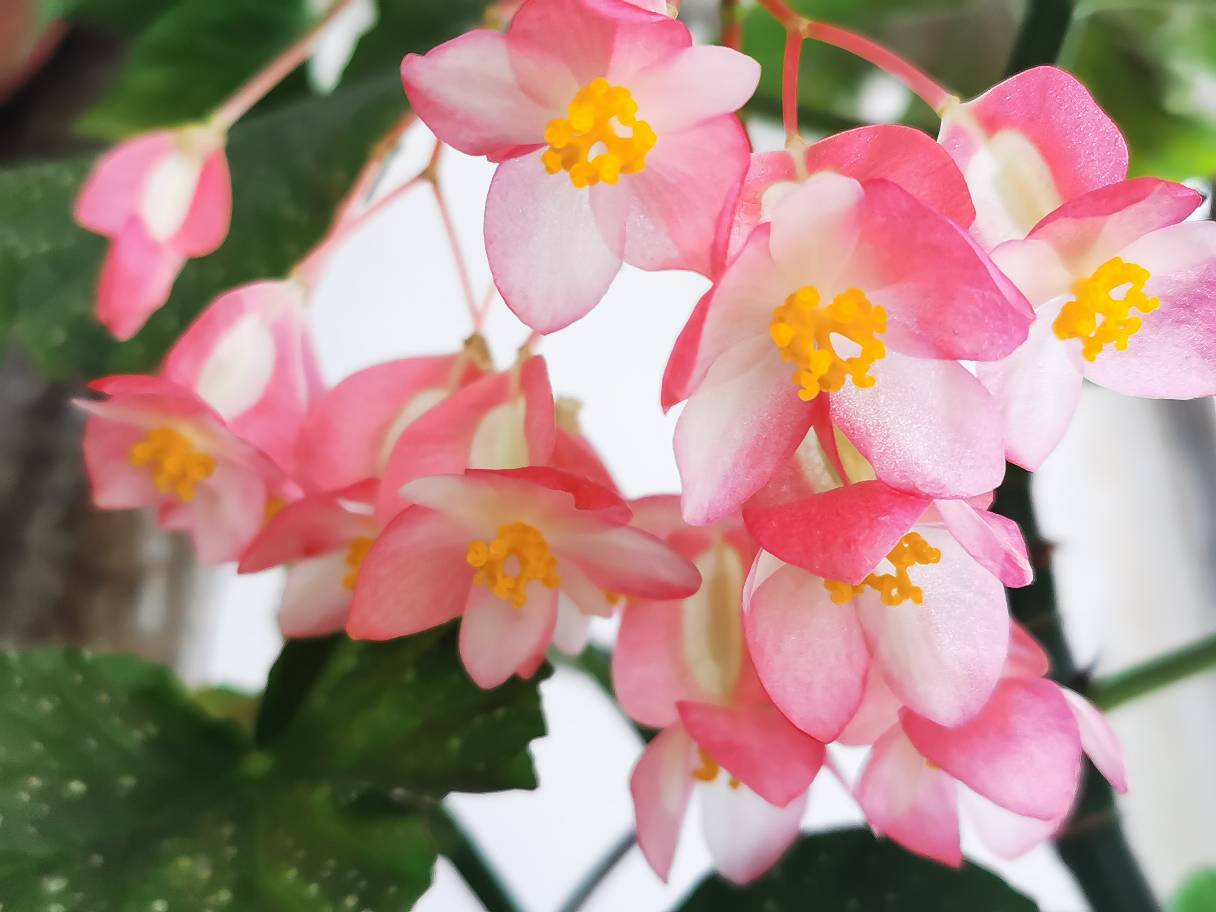 花卉