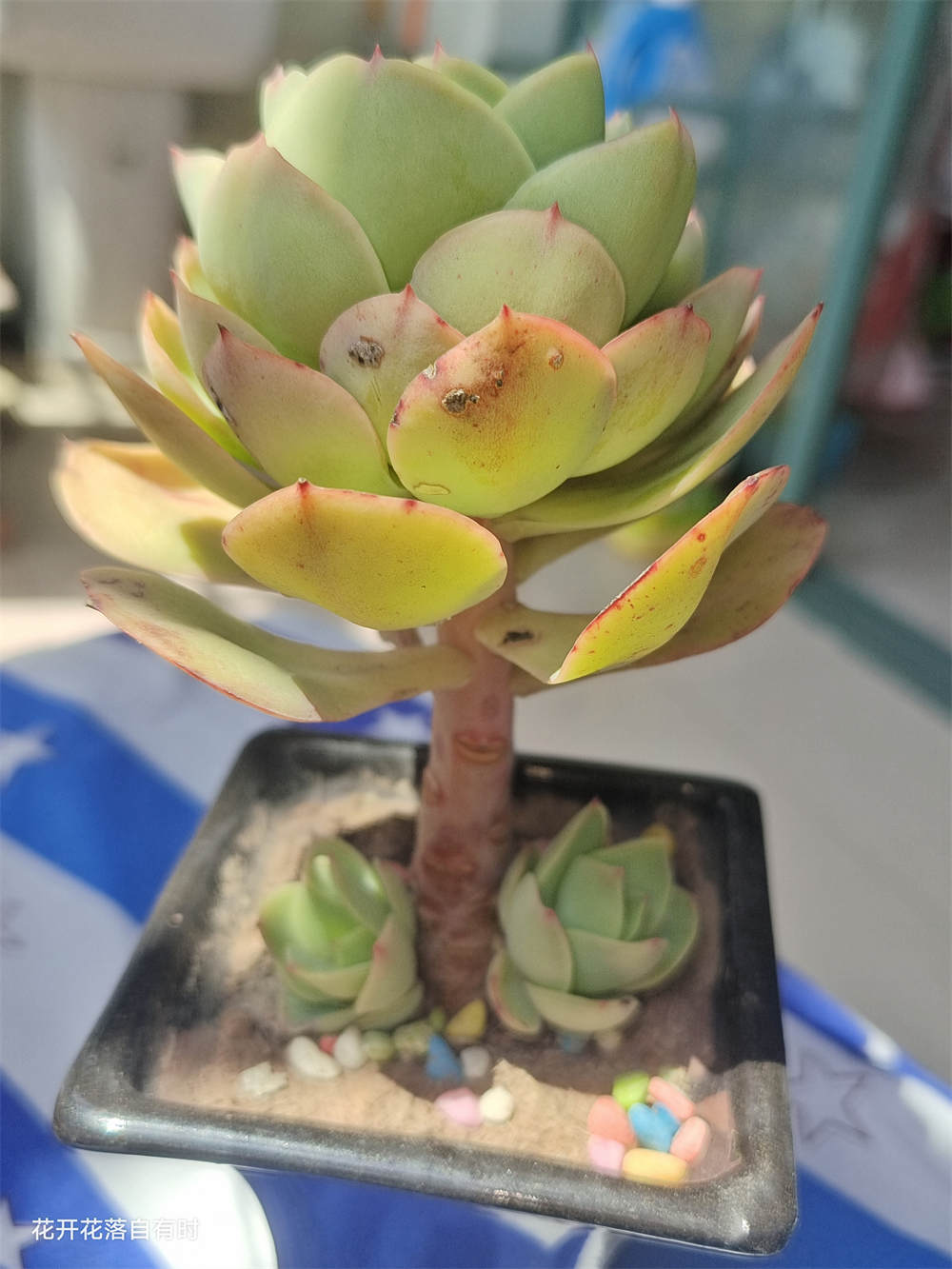 碧桃多肉