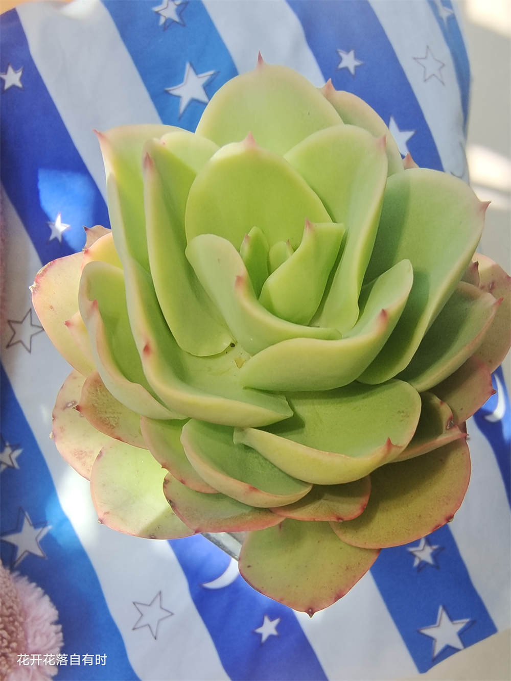 碧桃