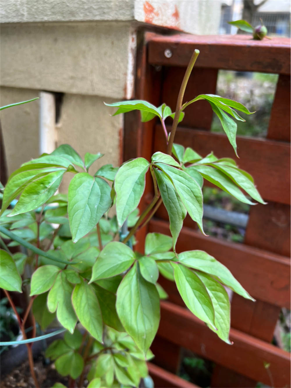 芍药