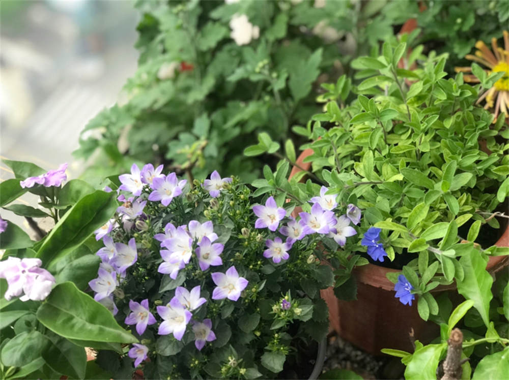 风铃花