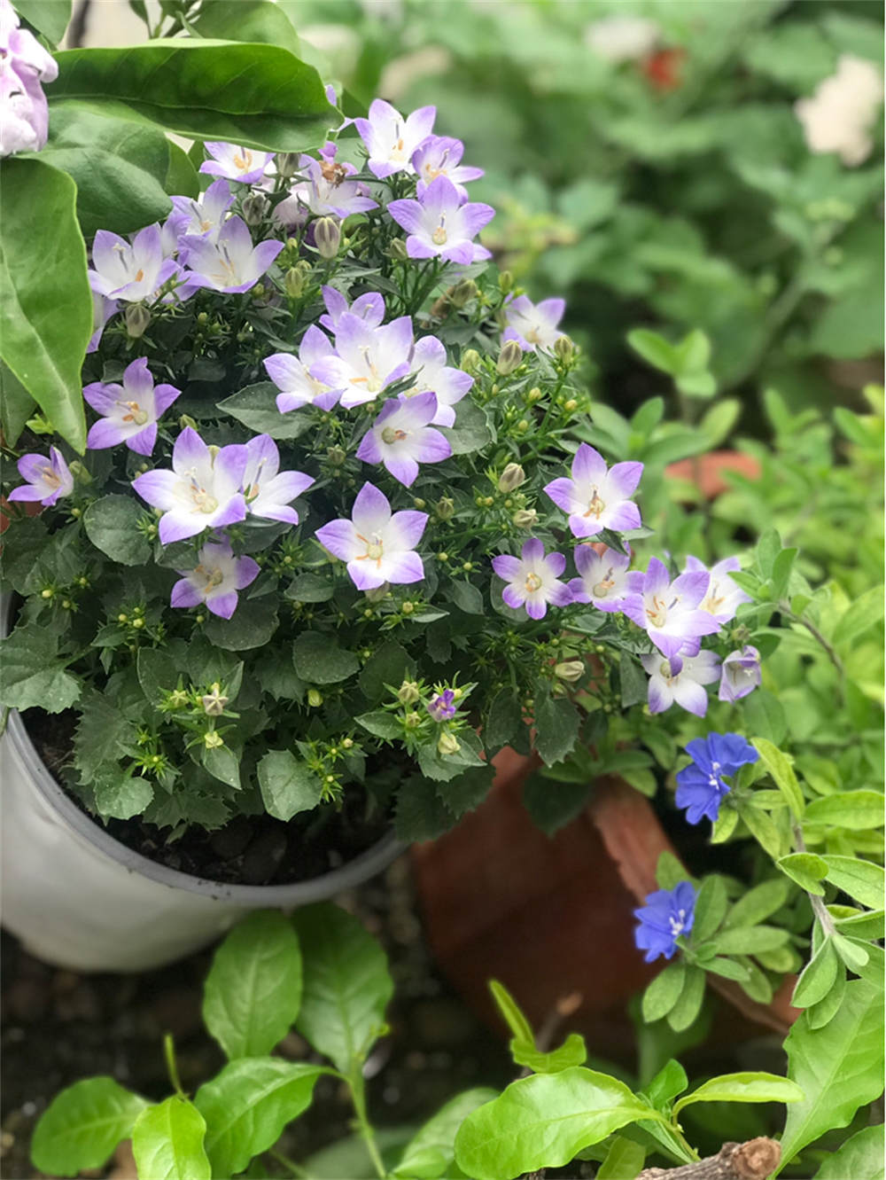 风铃花