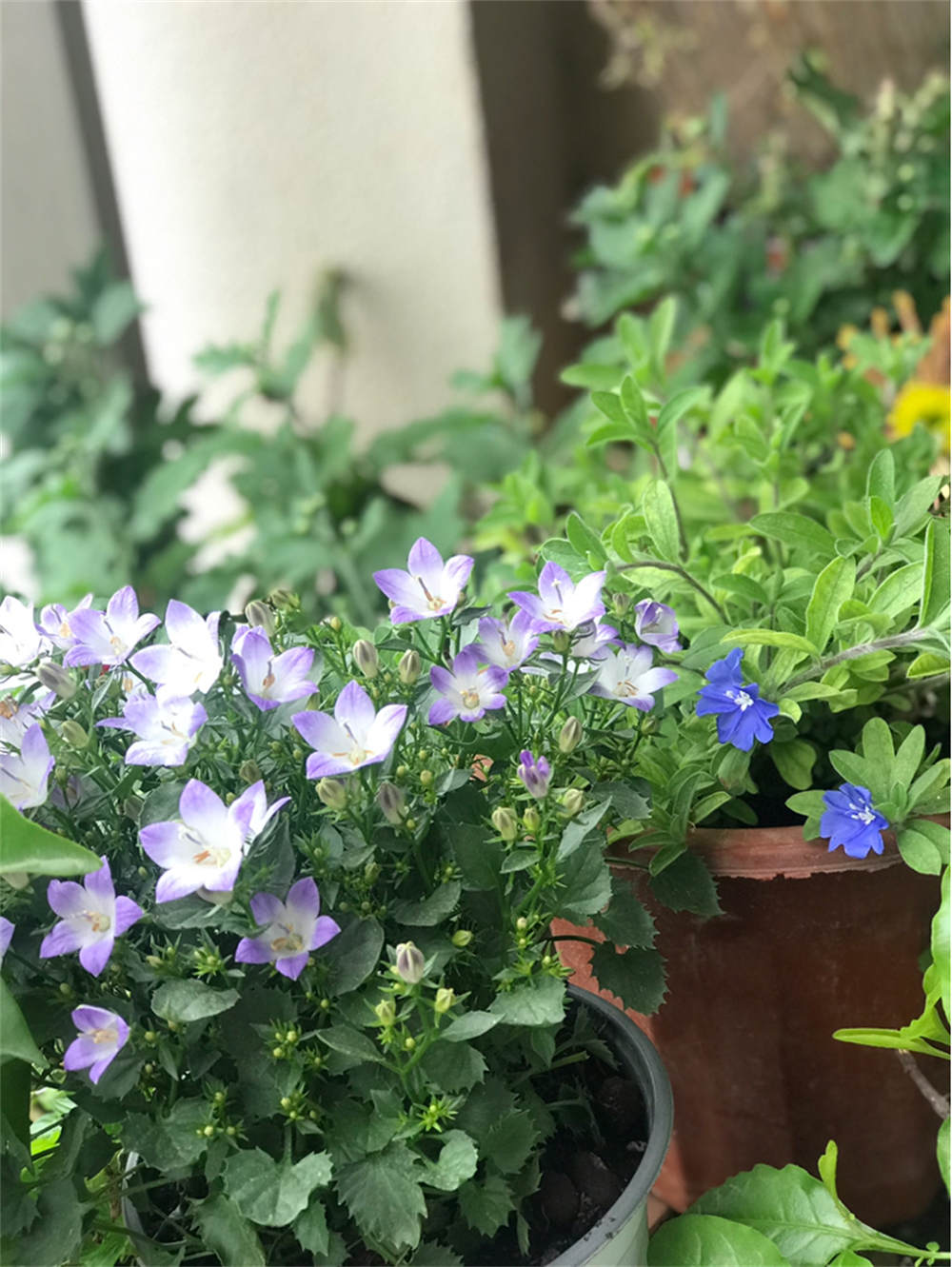 风铃花