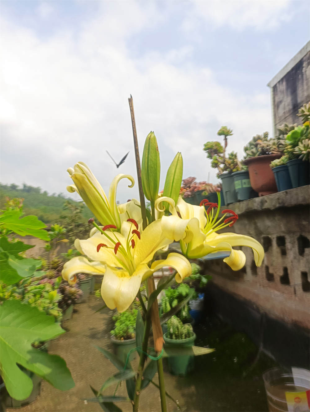 百合花木门