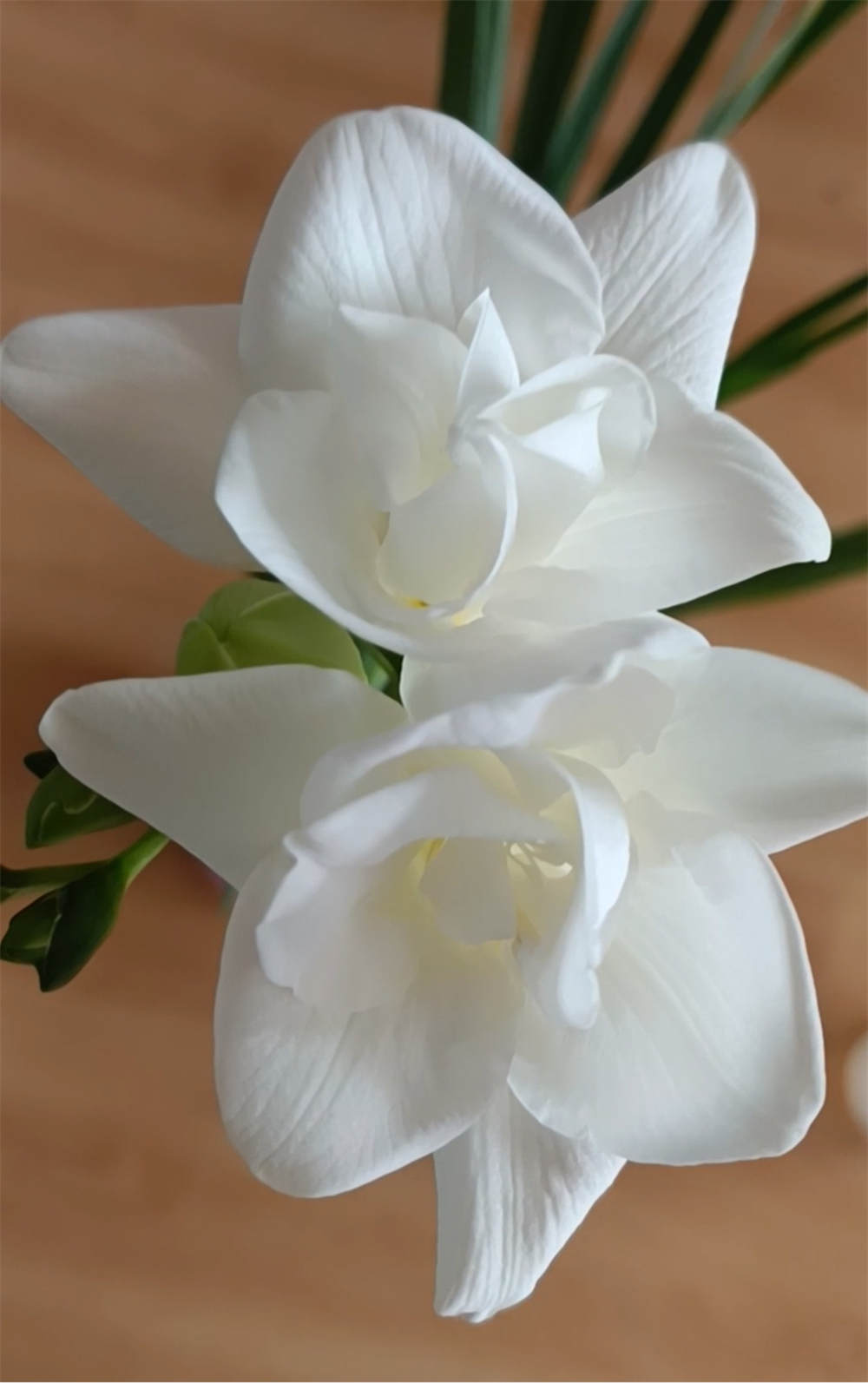 香雪兰