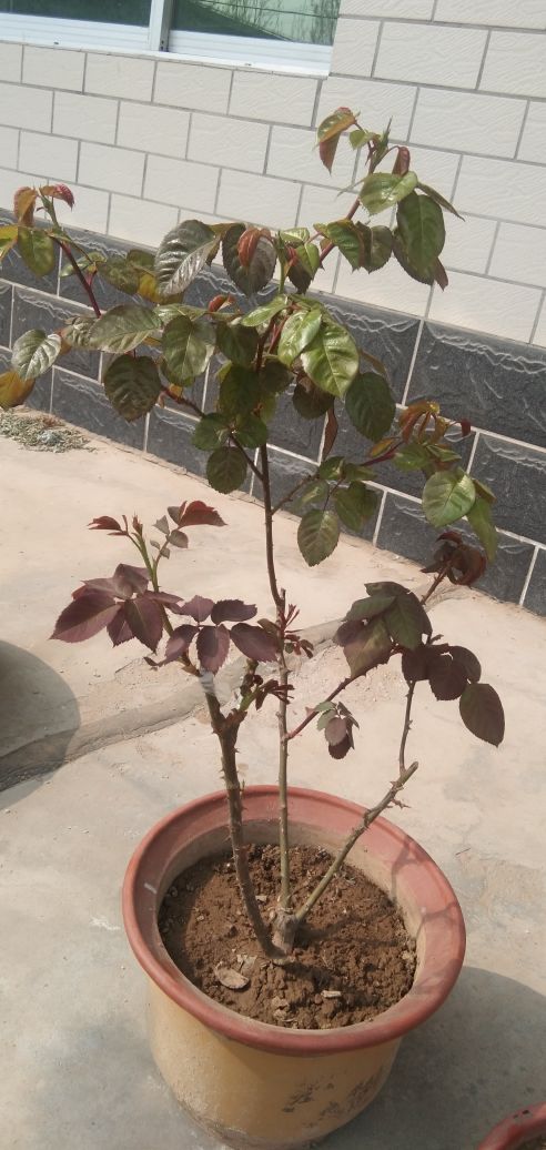 芽接 芽接