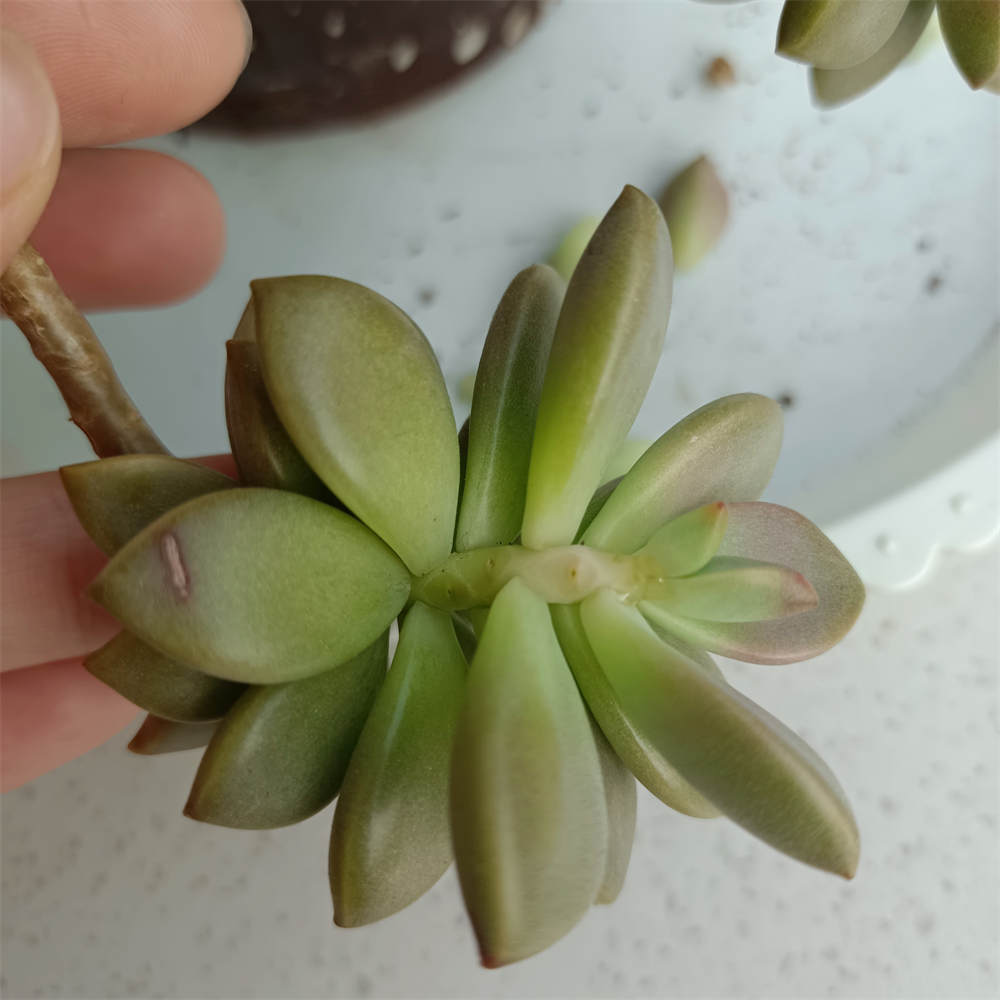 秋丽