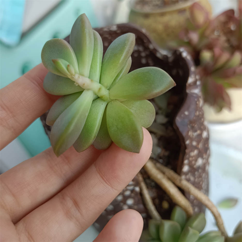 秋丽