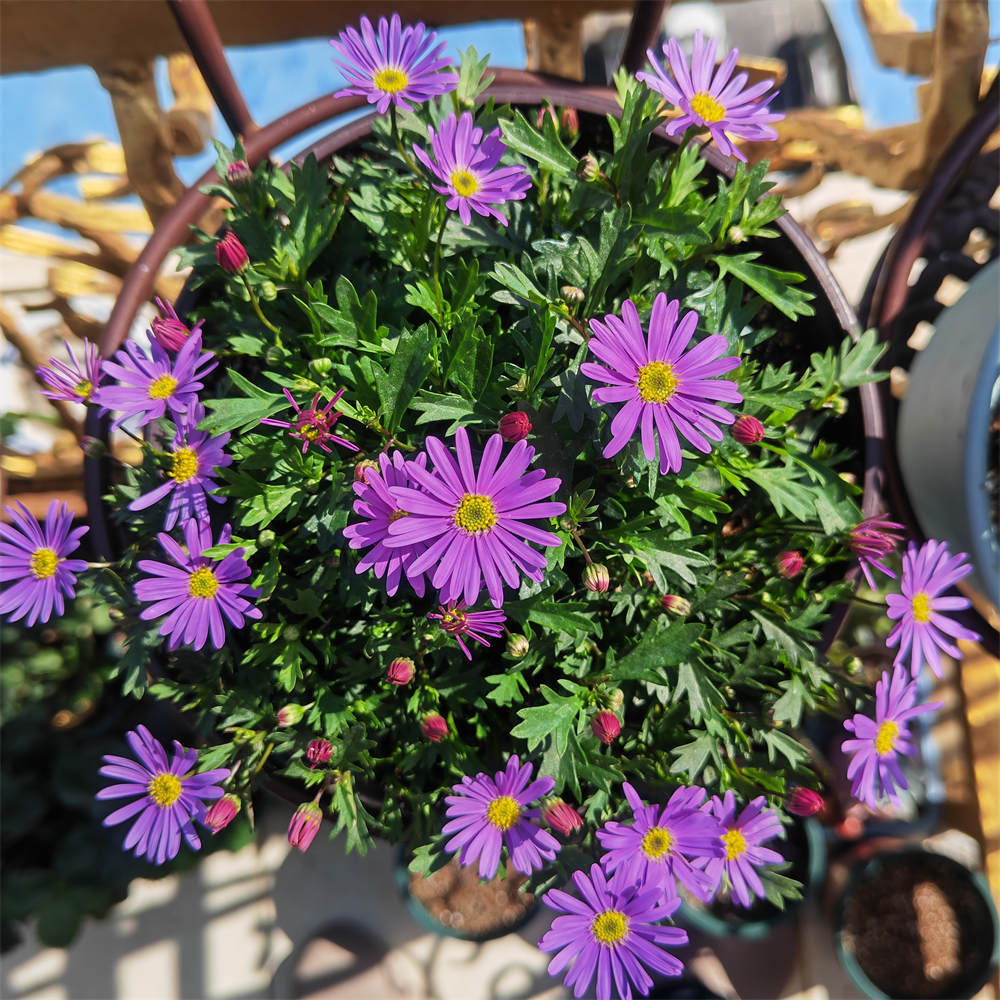 花卉