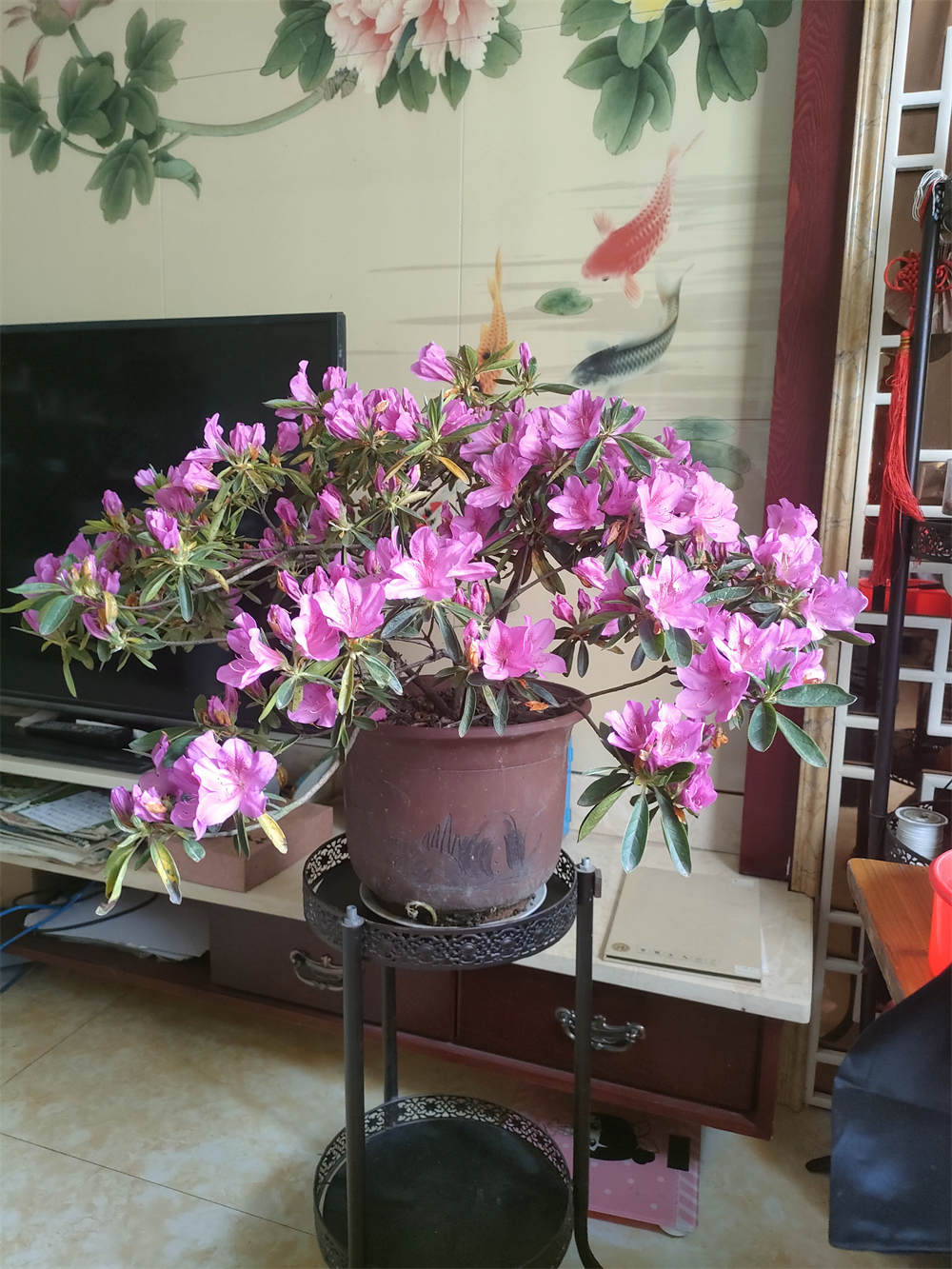 锦绣杜鹃