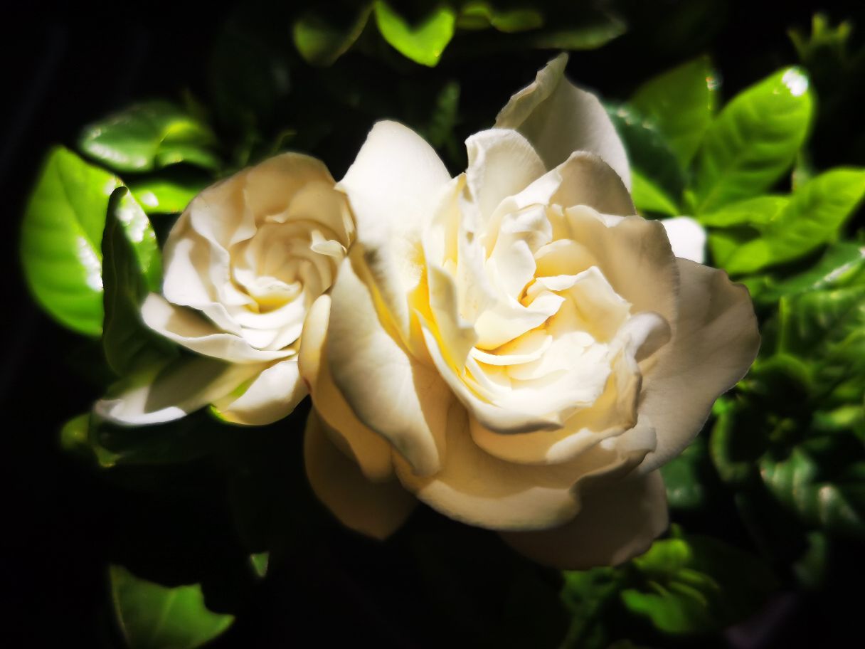 栀子花