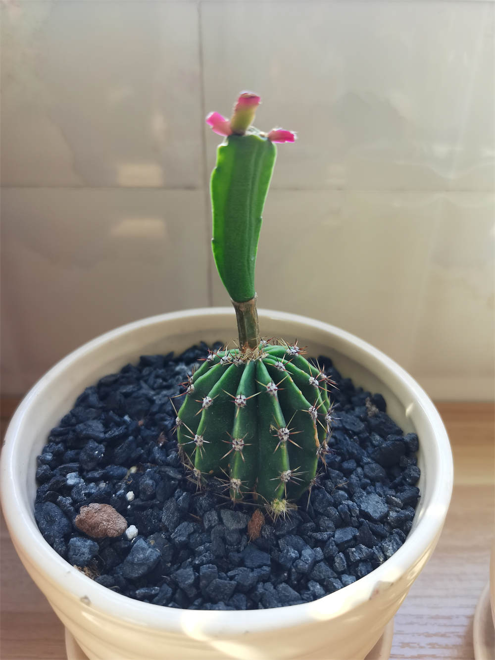 嫁接 嫁接