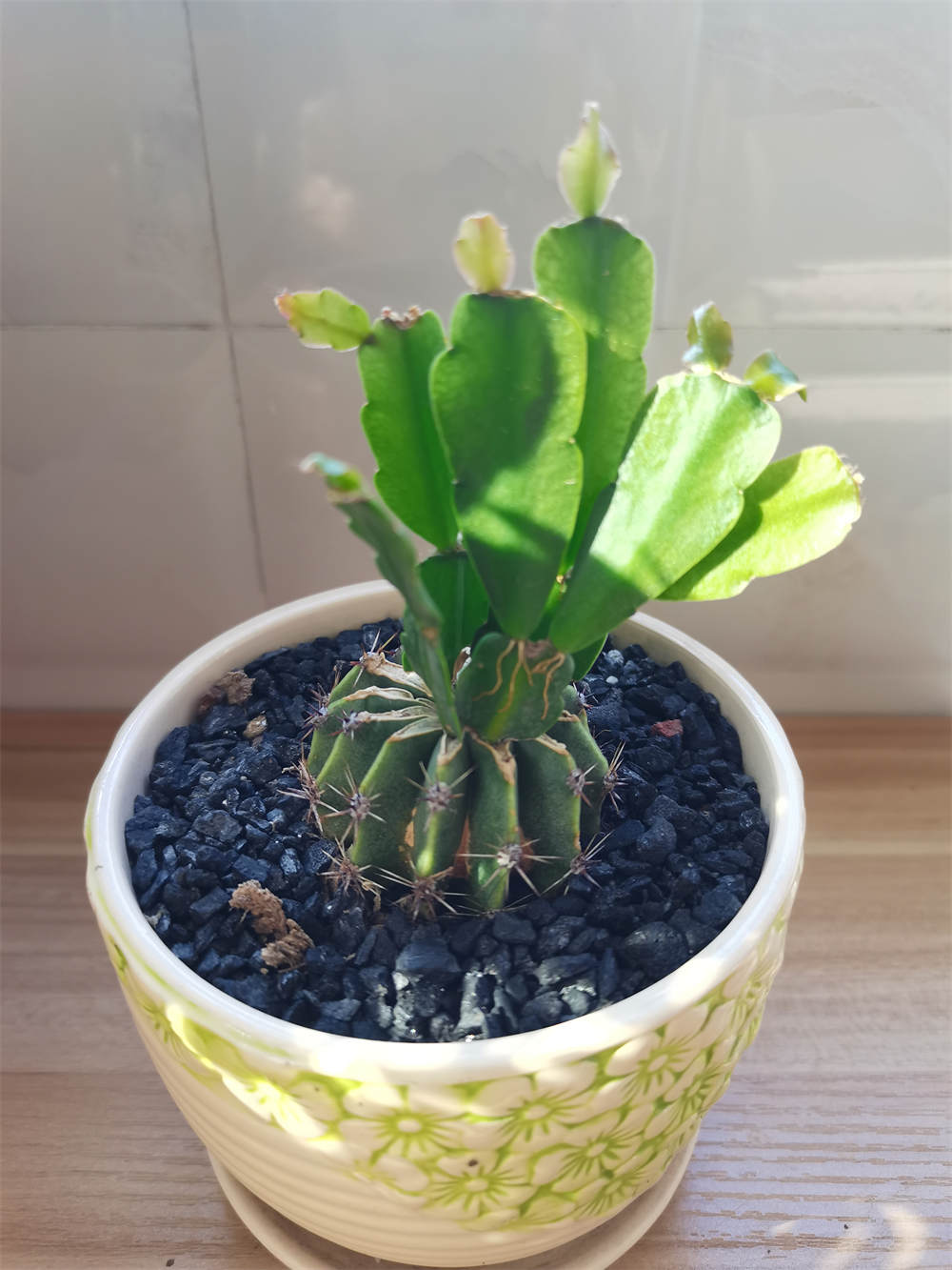 嫁接
