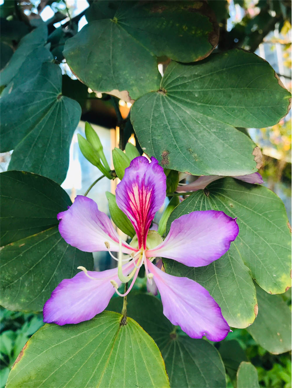 紫荆