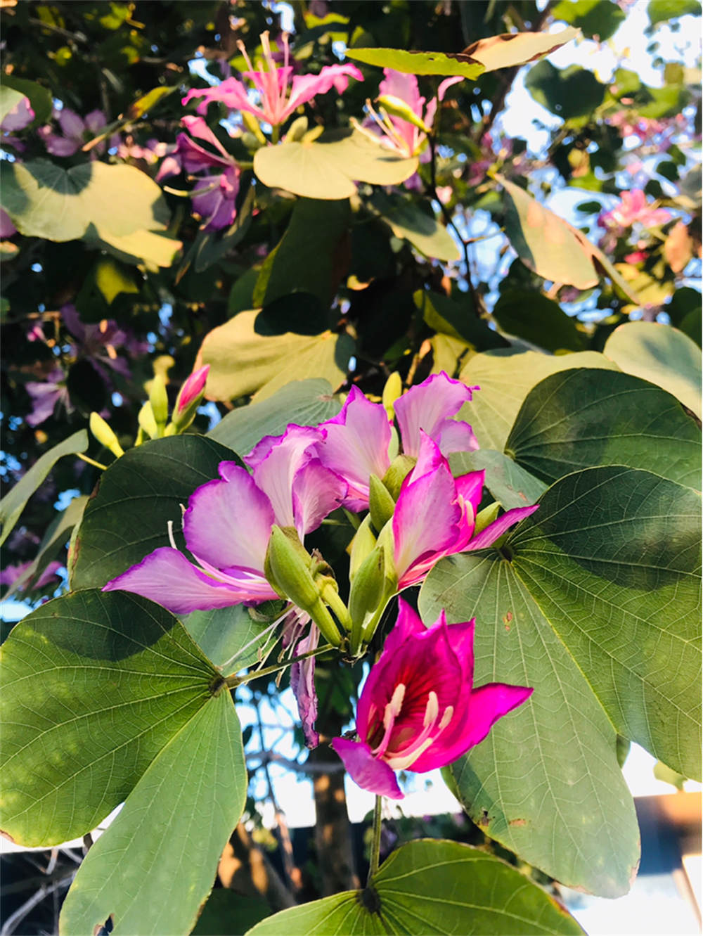 洋紫荆
