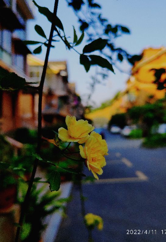 花卉