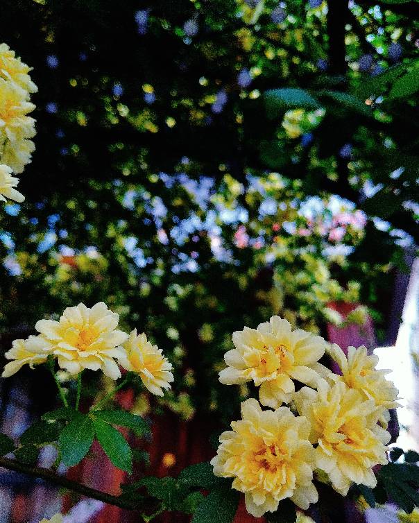 花卉