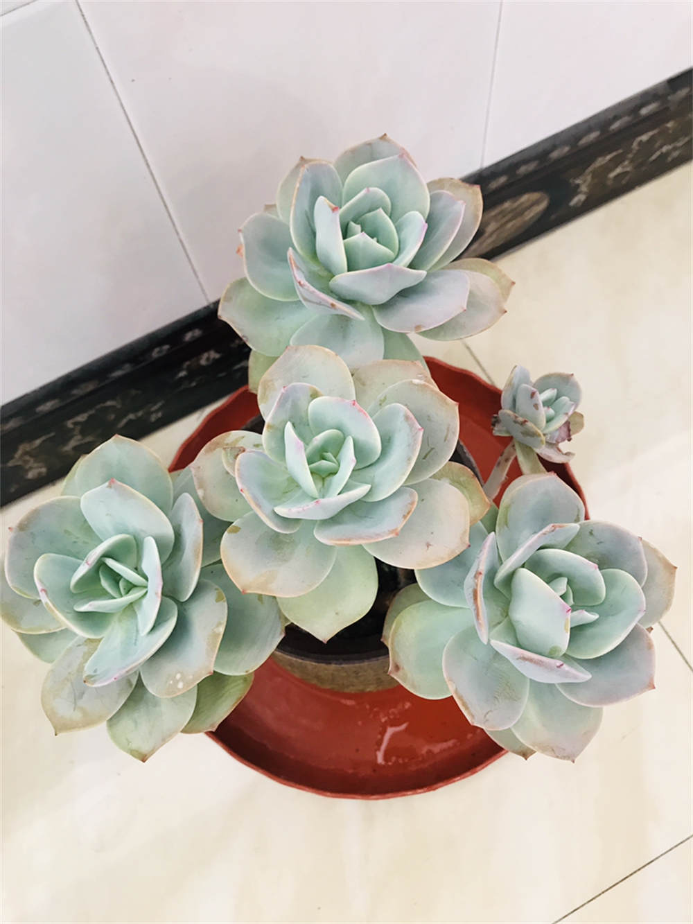 白凤