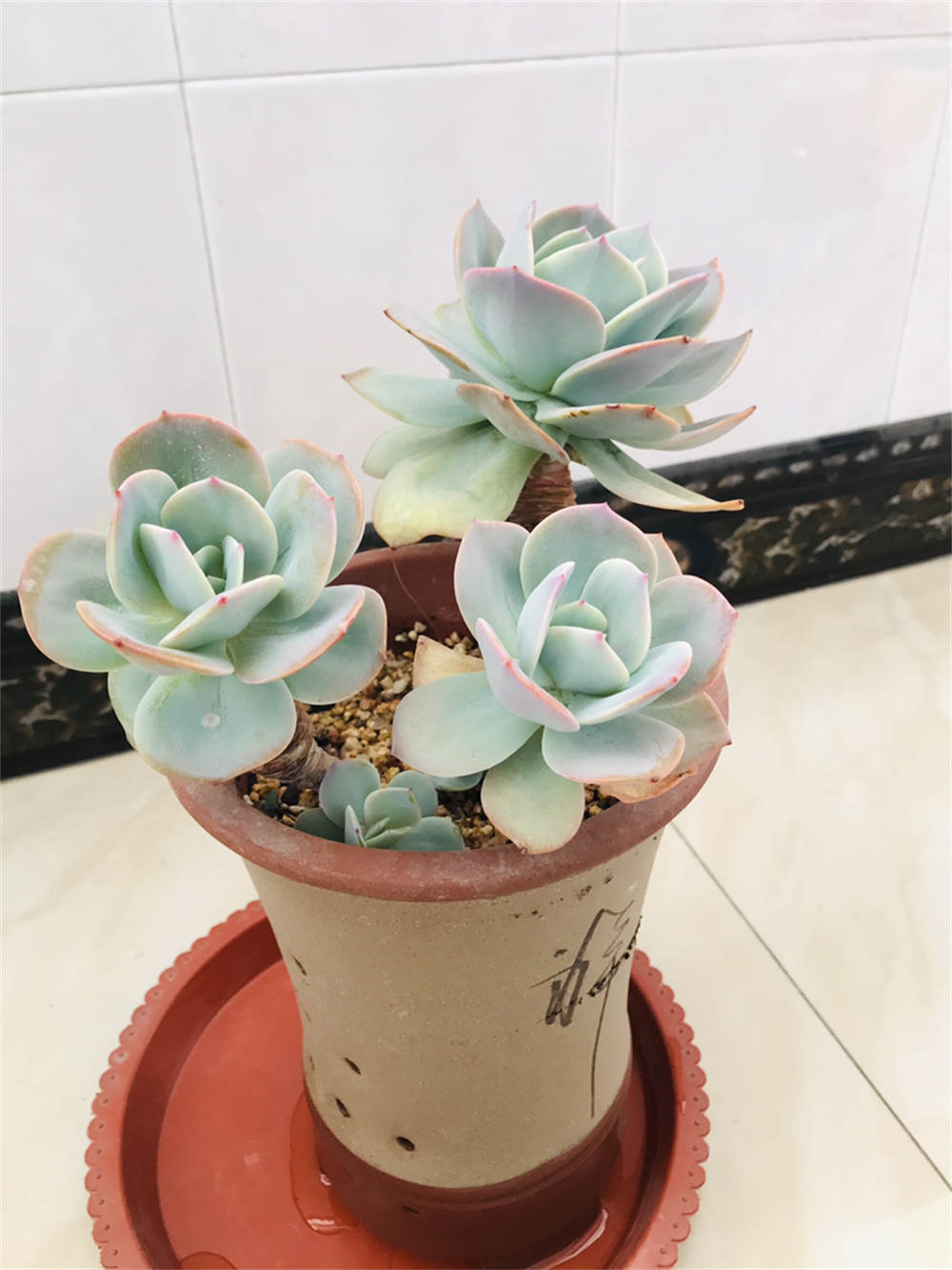 白凤