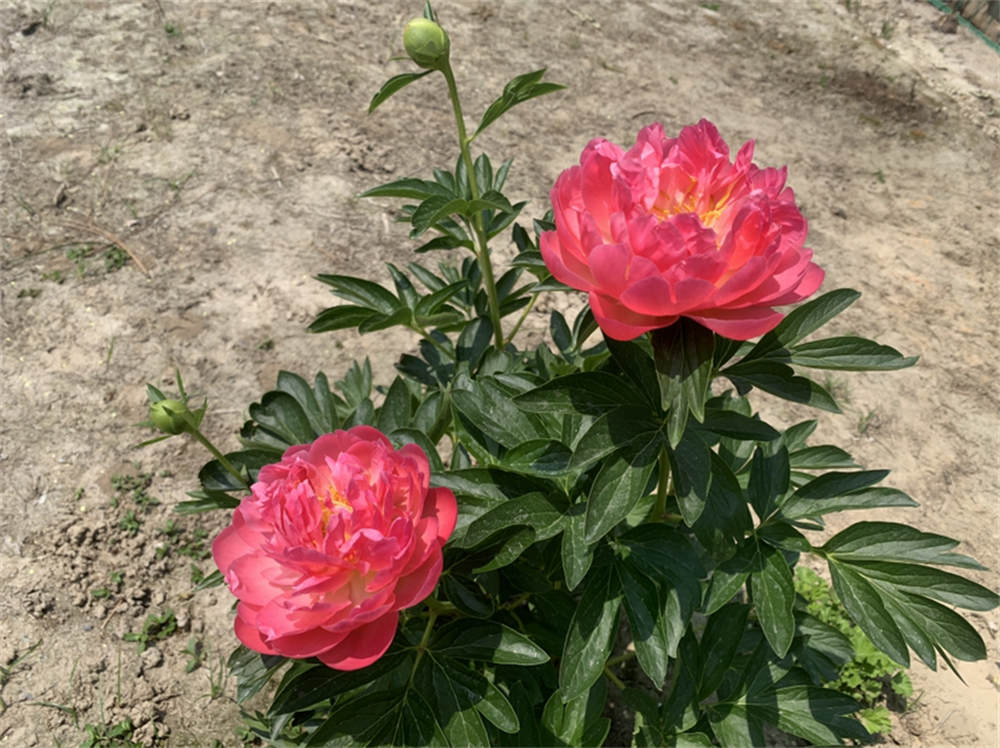 芍药
