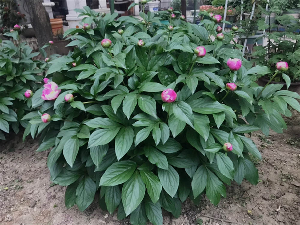 芍药