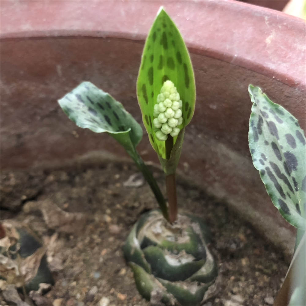 油点百合