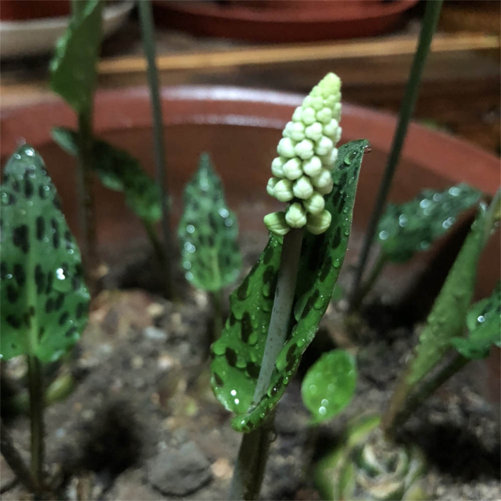 油点百合