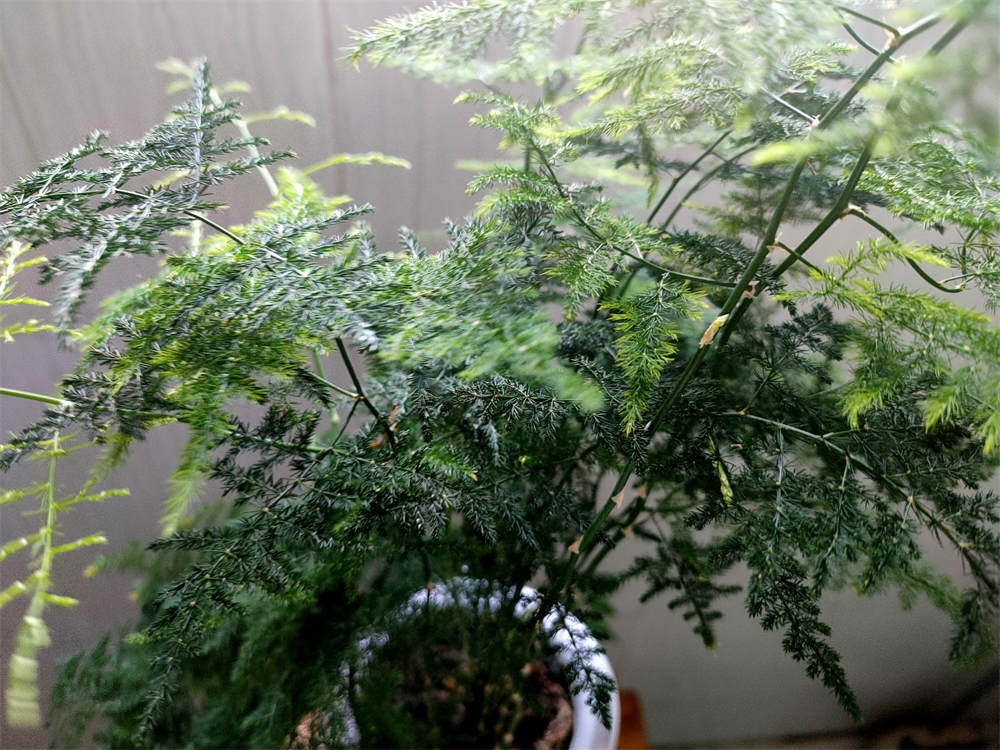 文竹