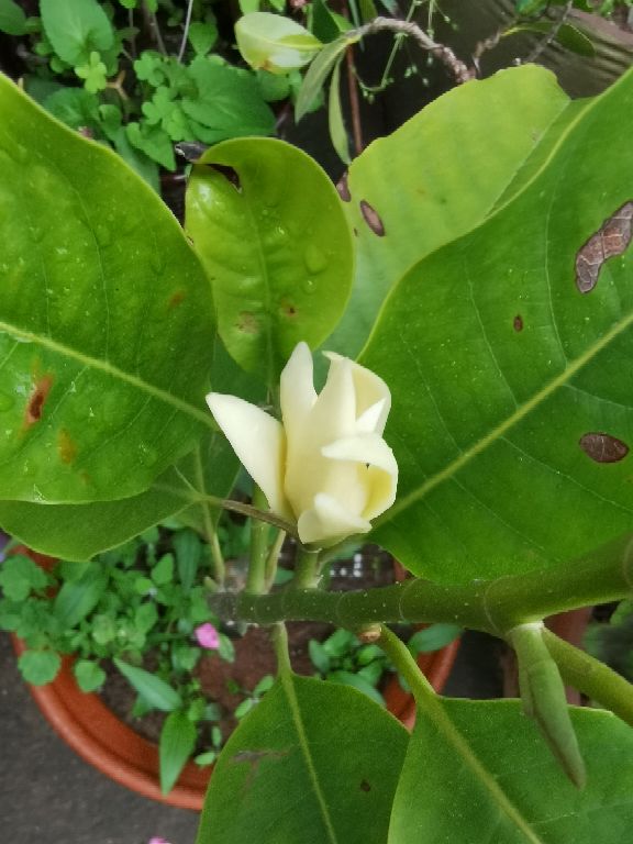 花卉
