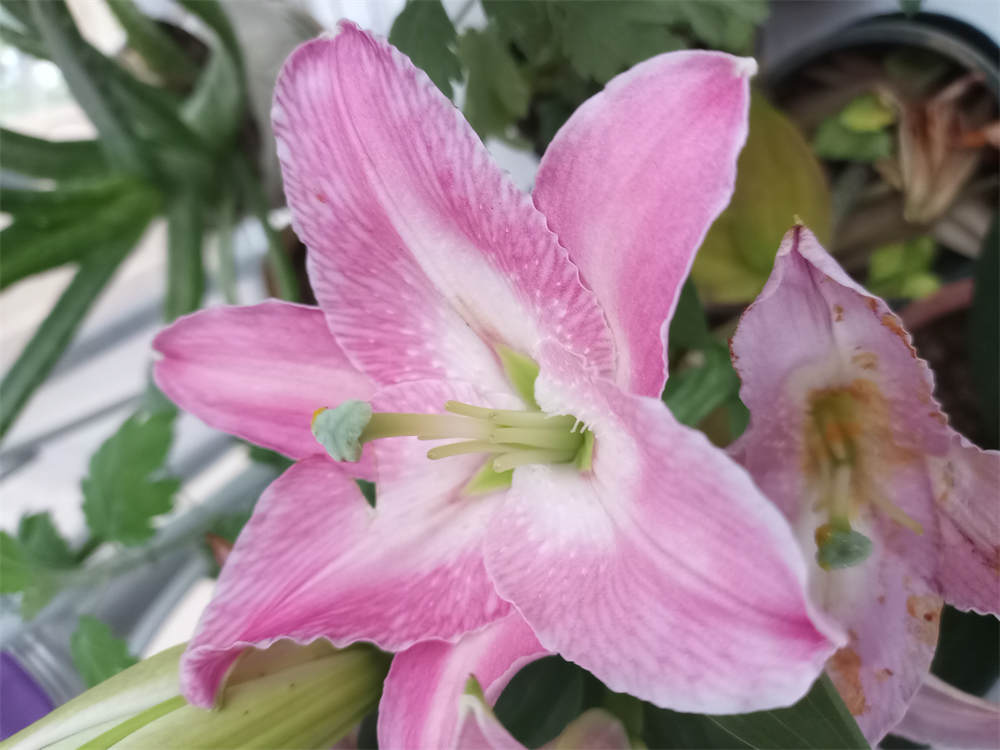 香水百合