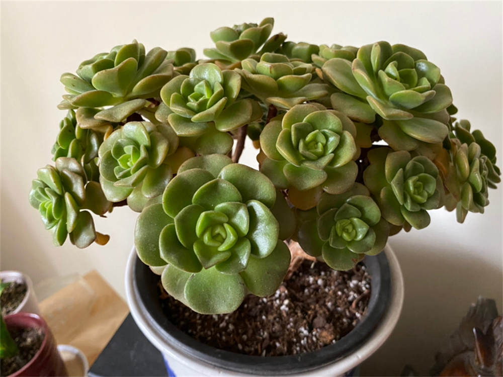 百合丽丽